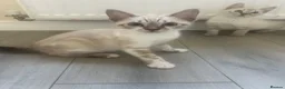 Bengal cats for sale: Bengal kittens  - Advert 2