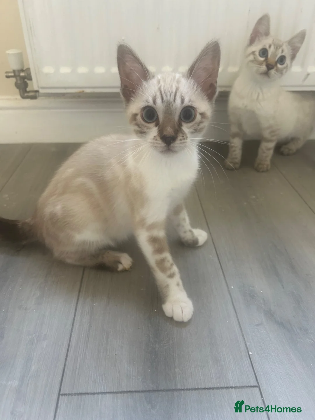 Bengal cats for sale: Bengal kittens  - Advert 2