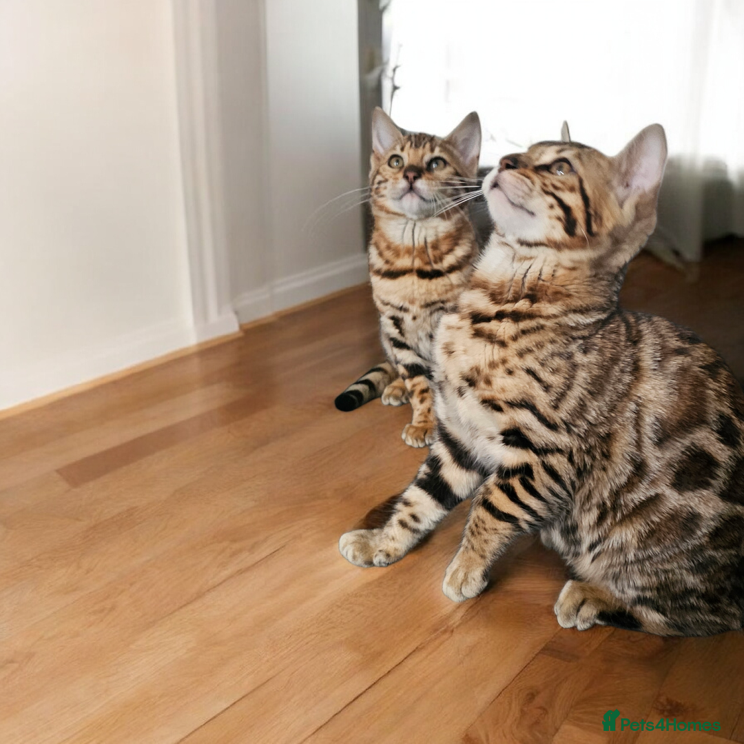 Bengal cats for sale: bengal  - Advert 6