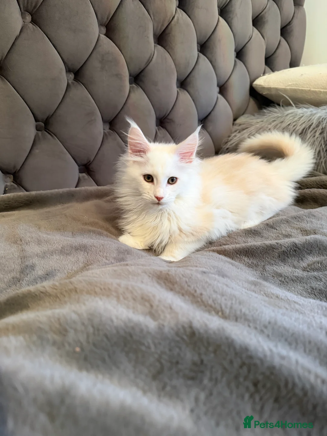 Maine Coon cats for sale: Full pedigree, Shaded Maine Coon boys - Advert 4