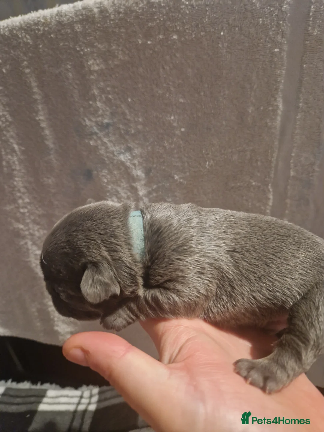 French Bulldog dogs for sale: Lilac blue and merle frenchies  - Advert 4