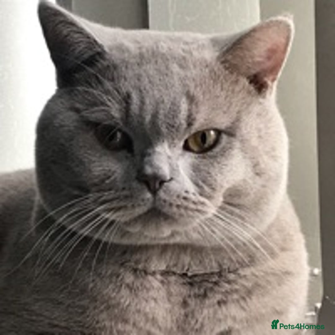 British Shorthair cats for stud: Lilac British Shorthair Stud service only in Huddersfield - Image 1