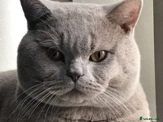 British Shorthair cats in Huddersfield - Advert 13