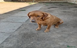 Labrador Retriever dogs for sale: Percy  - Image 6