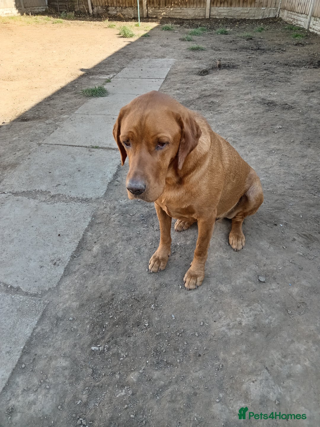 Labrador Retriever dogs for sale: Percy  - Image 6