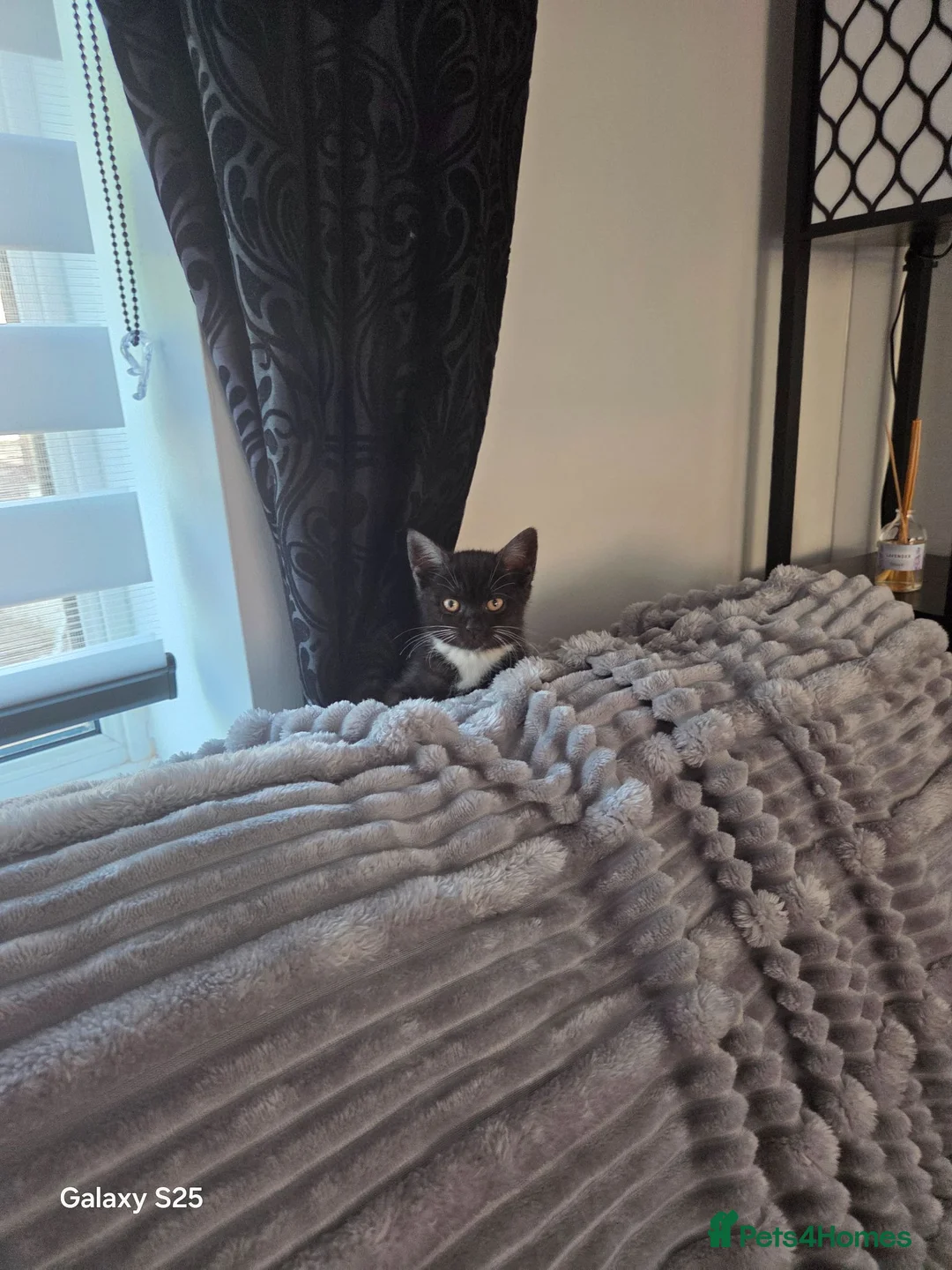 British Shorthair cats for sale: British Shorthair kitten for sale - Advert 1
