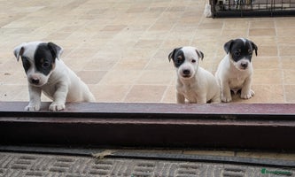 Jack Russell dogs - Advert 3