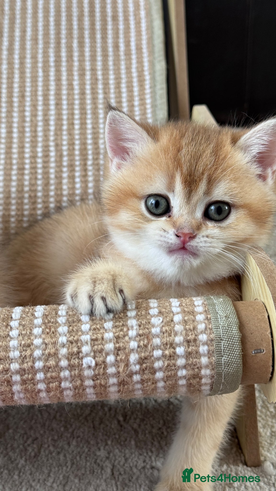 British Shorthair cats ADORABLE GCCF BSH CHOCOLATE GOLD KITTENS  - Advert 1