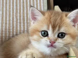British Shorthair cats ADORABLE GCCF BSH CHOCOLATE GOLD KITTENS - Advert 2