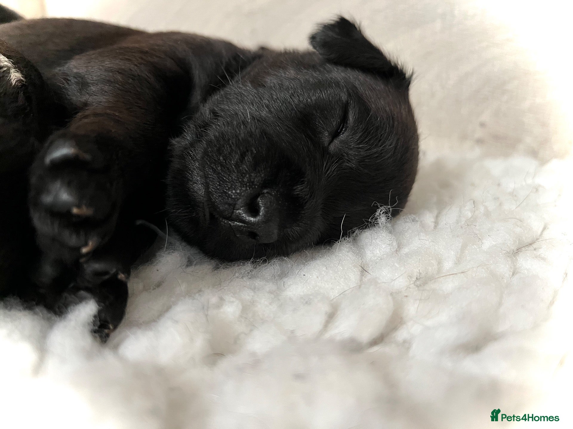 Patterdale Terrier dogs Stunning spooktacular Patterdale puppies  - Advert 12