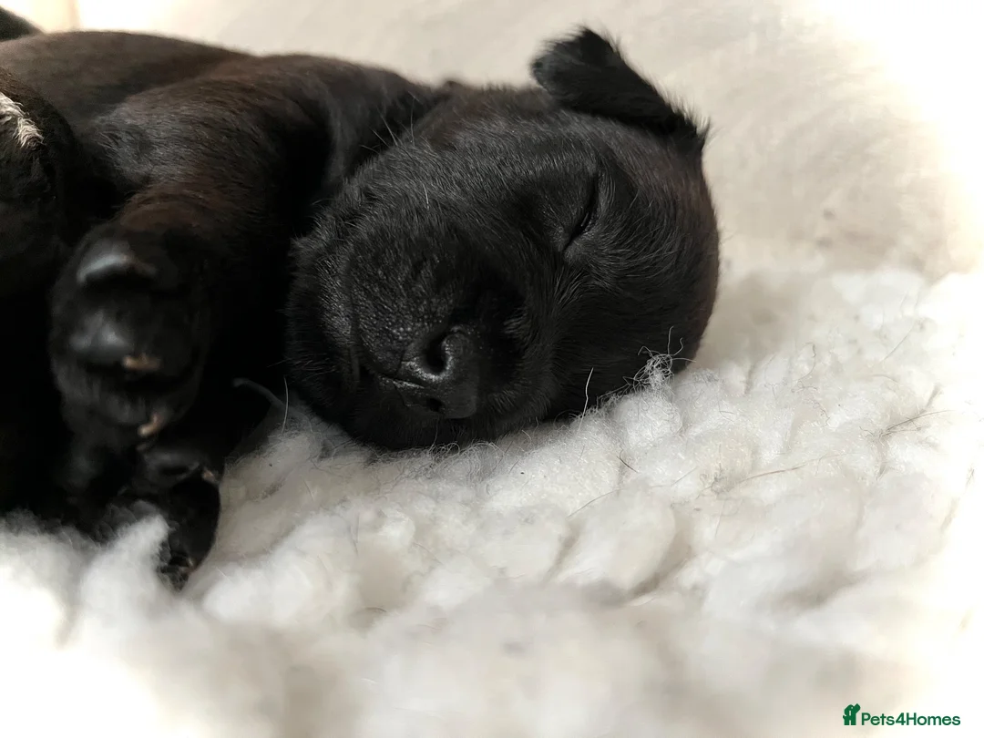 Patterdale Terrier dogs for sale: Stunning spooktacular Patterdale puppies  - Advert 1