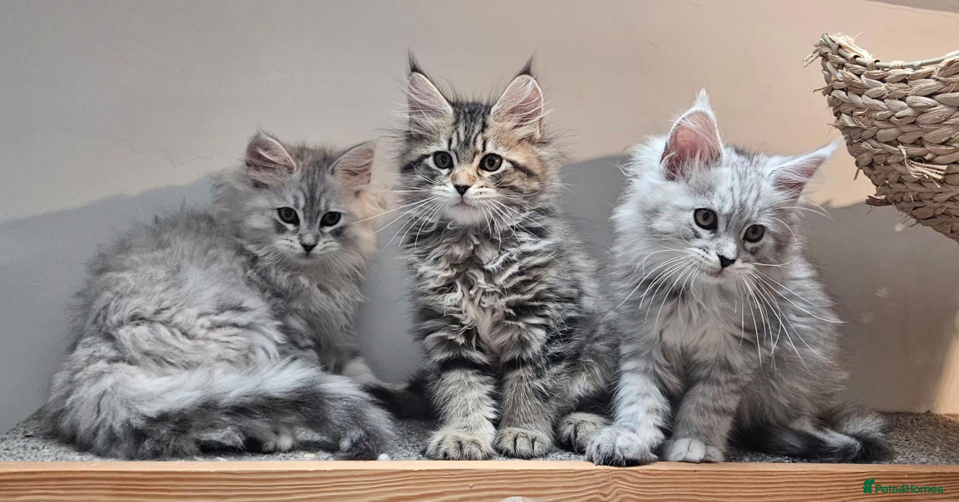 Maine Coon cats Large Maine Coon kittens regd European bloodline - Advert 6