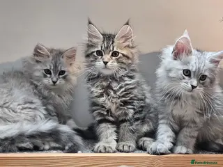 Maine Coon cats Large Maine Coon kittens regd European bloodline - Advert 6