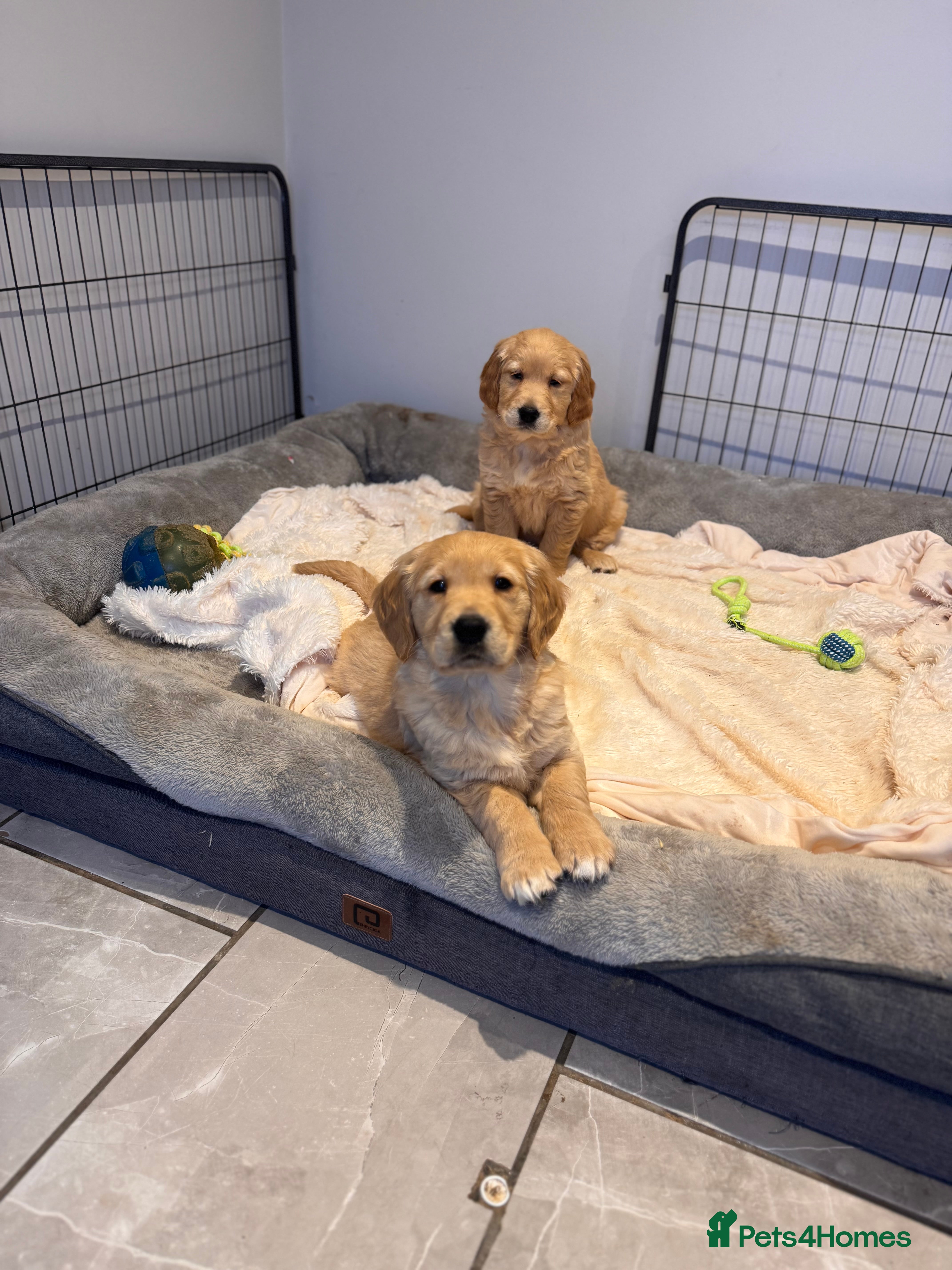 Golden Retriever dogs Beautiful KC Golden Retriever’s Health tested - Advert 4