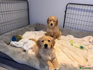 Golden Retriever dogs Beautiful KC Golden Retriever’s Health tested - Advert 4