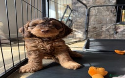 Cockapoo dogs for sale: ✨ F1 Toy Cockapoo Puppies – Ready 28th August ✨ - Image 12