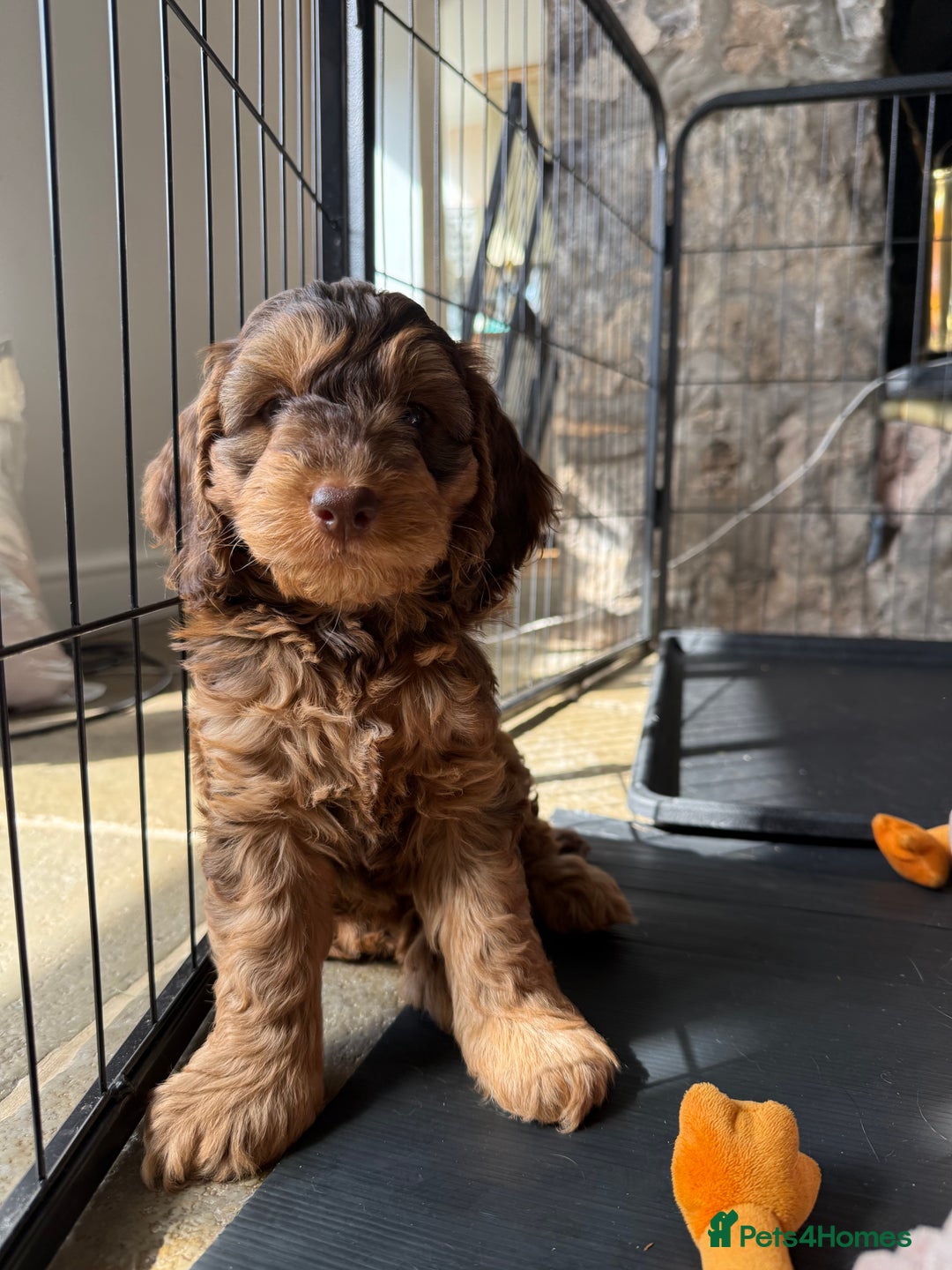 Cockapoo dogs for sale: ✨ F1 Toy Cockapoo Puppies – Ready 28th August ✨ - Image 12