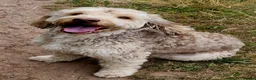 Cockapoo dogs for stud: Proven Sable Cockapoo For Stud  - Advert 1