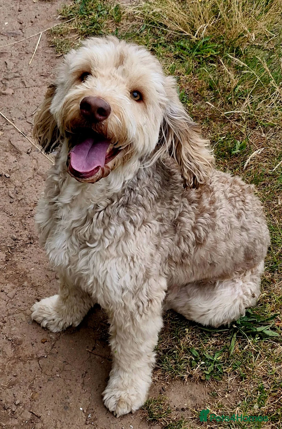 Cockapoo dogs for stud: Proven Sable Cockapoo For Stud  - Advert 1