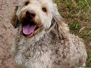 Cockapoo dogs Proven Sable Cockapoo For Stud - Advert 4