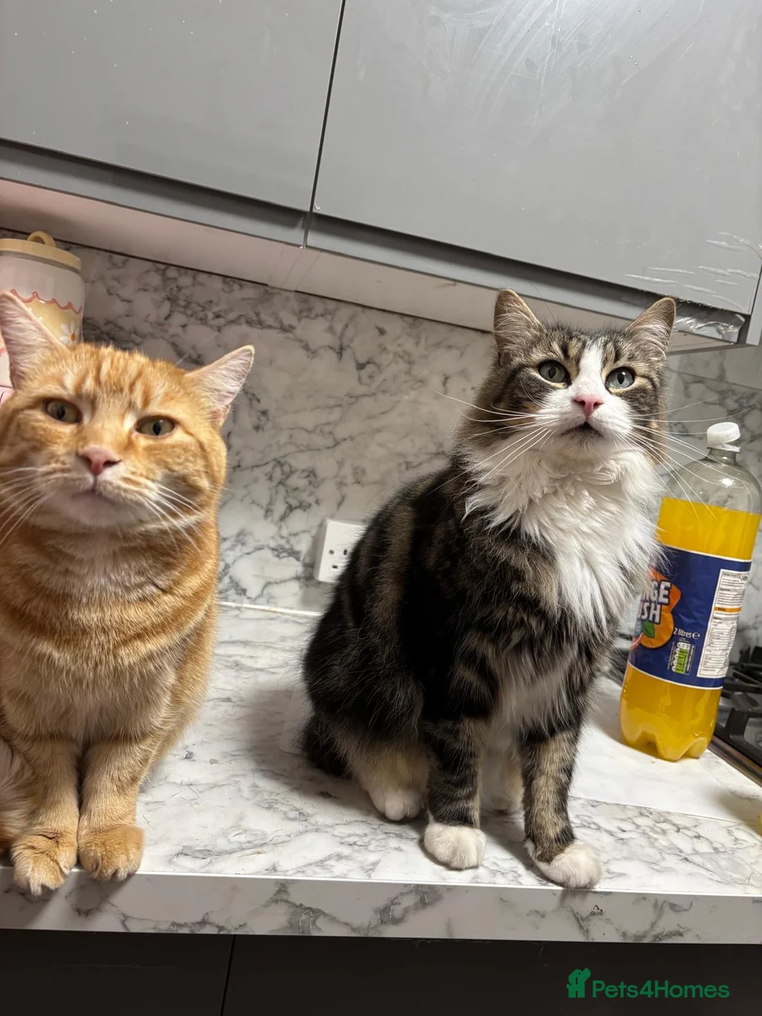 Mixed Breed cats for sale: Ginger kitten for sale  - Advert 1