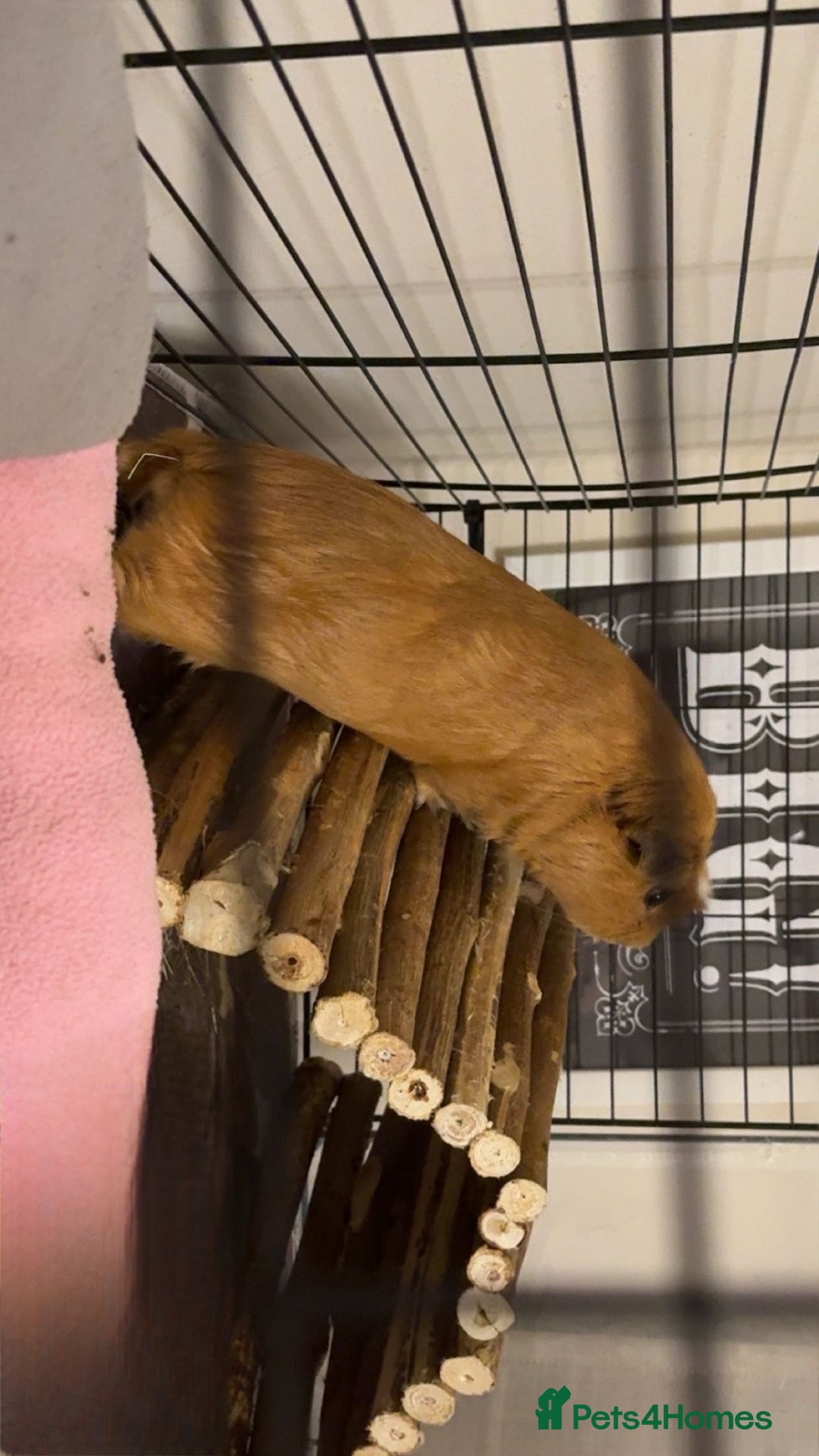 Guinea Pig rodents for sale: 1yr old male guinea pig - Advert 2