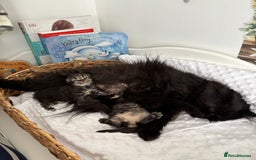 Mixed Breed cats for sale: Beautiful Persian Chinchilla cross kittens  - Image 4