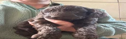 Cockapoo dogs for sale: Chocolate f1 Cockapoo Pups - Advert 3