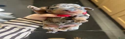 Miniature Dachshund dogs for sale: Miniature smooth hair x wire hair  - Advert 11