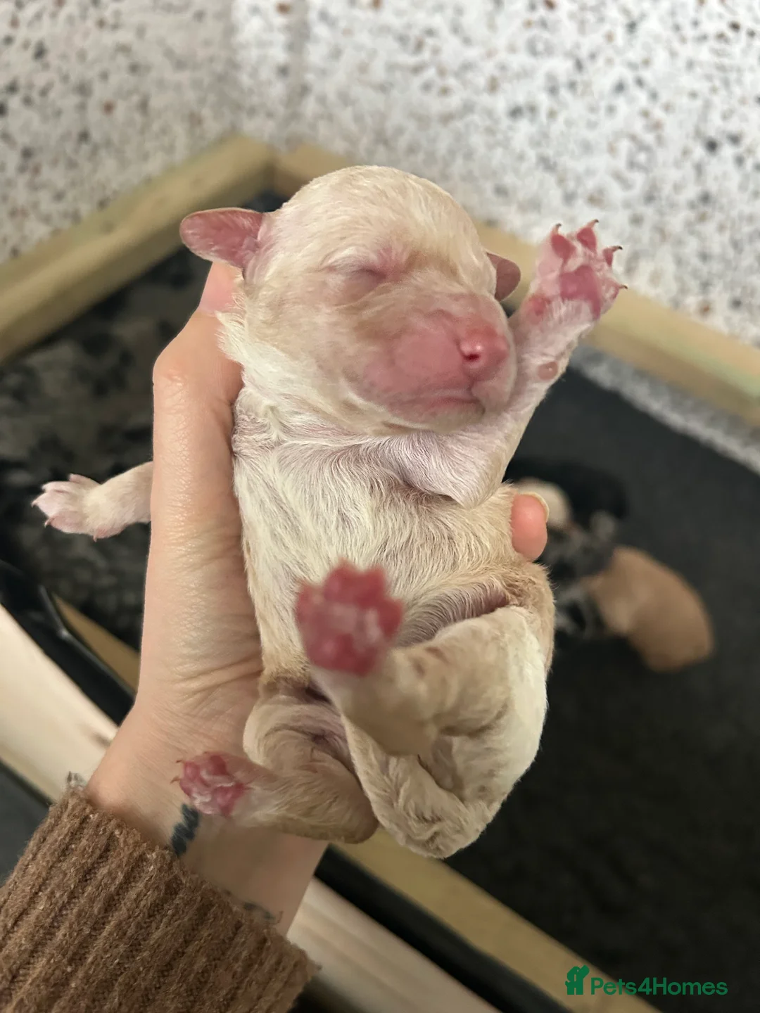 Goldendoodle dogs for sale: Stunning Goldendoodle Pups - Advert 8