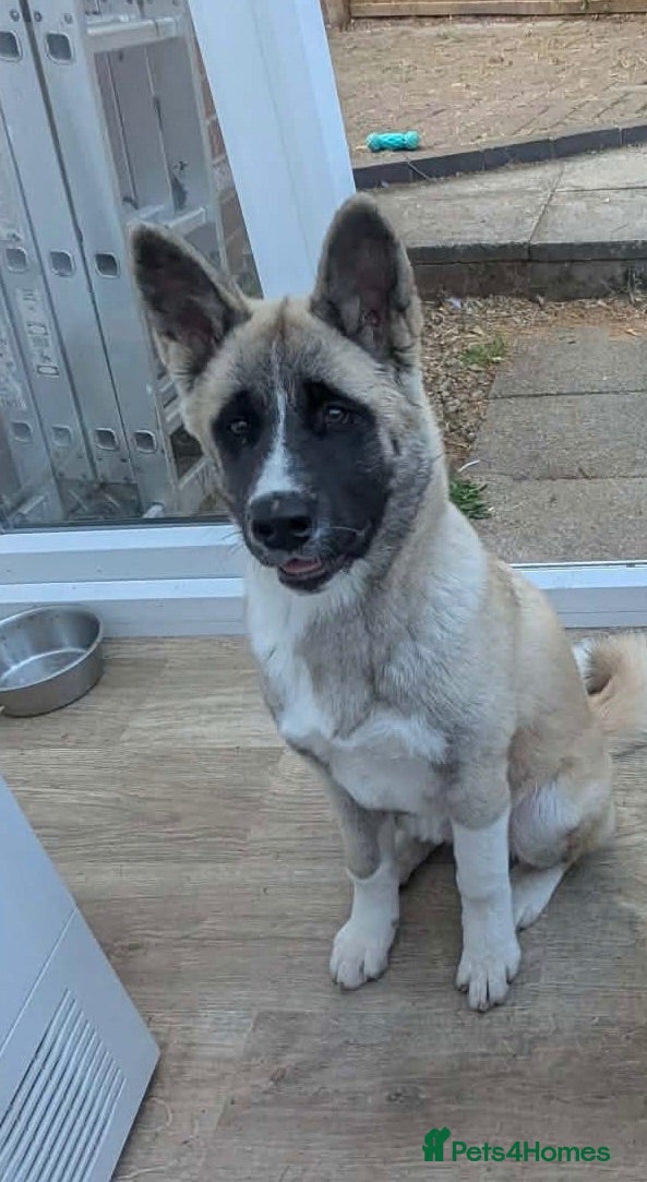 Akita dogs 5 month old american akita - Advert 6