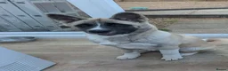 Akita dogs for sale: 5 month old american akita - Advert 1
