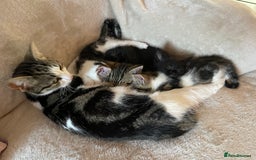 Mixed Breed cats for sale: 4 beautiful kittens ready now  - Image 10