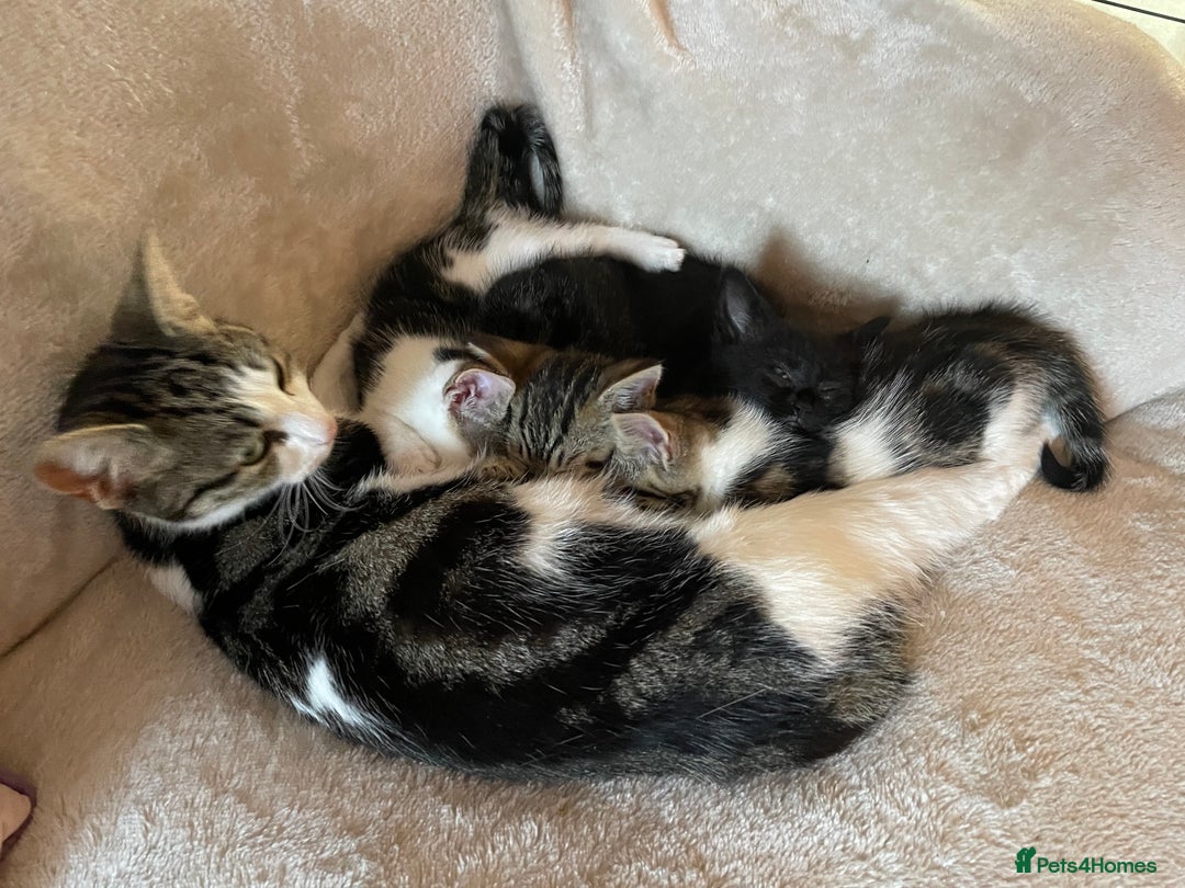 Mixed Breed cats for sale: 4 beautiful kittens ready now  - Image 10