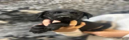 Labrador Retriever dogs for sale: KC Labrador Retriever Puppies - Advert 6