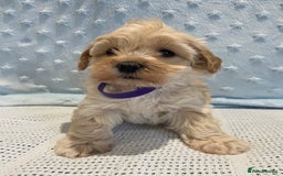 Maltipoo dogs for sale: 💖🐾Stunning health tested F1 maltipoo babies 🐾💖 - Advert 9