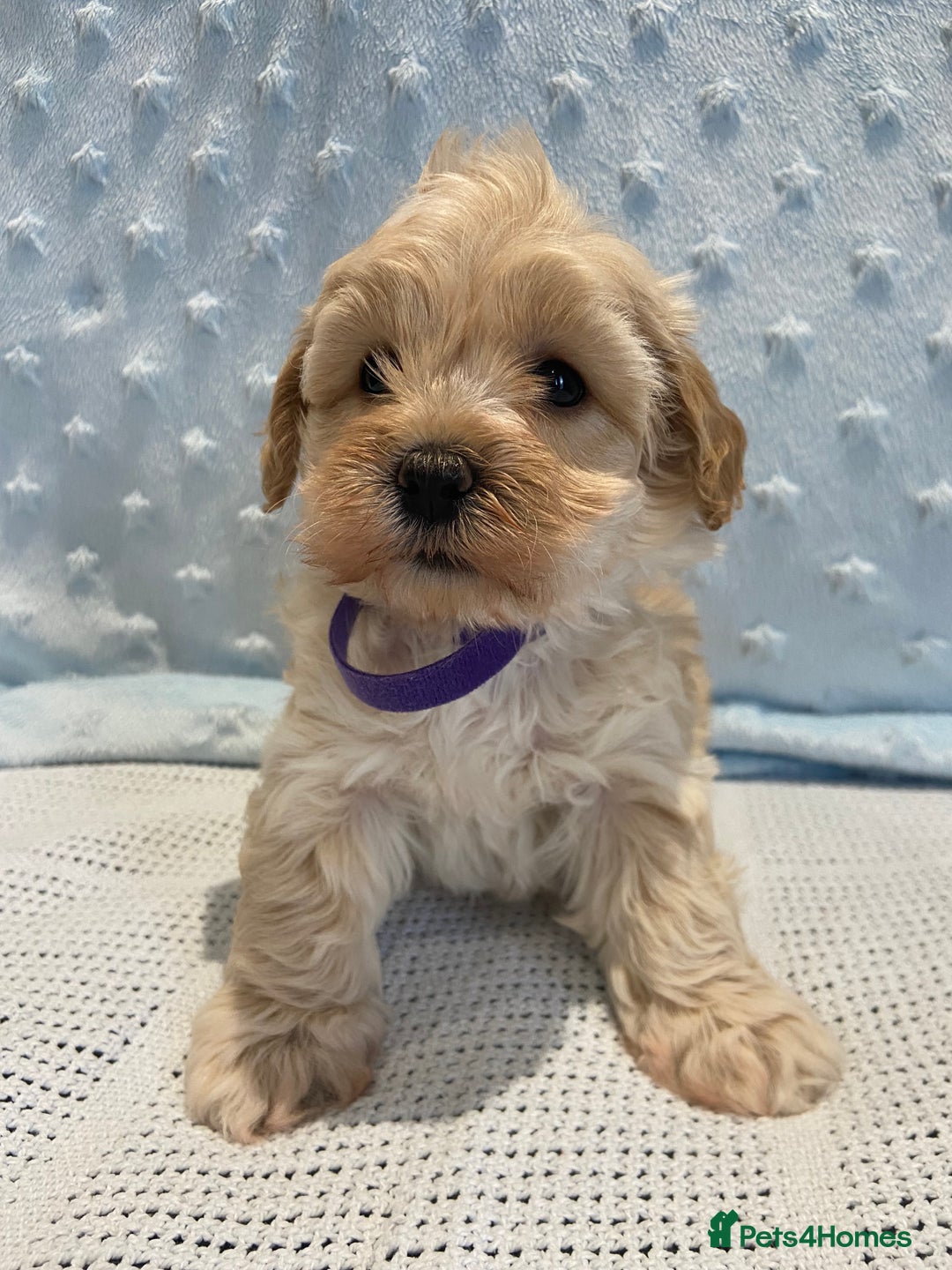 Maltipoo dogs for sale: 💖🐾Stunning health tested F1 maltipoo babies 🐾💖 - Advert 9