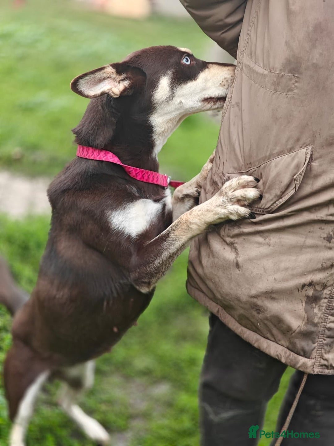 Mixed Breed dogs for adoption: 💖🐶 AZARA 🐶💖 - Image 19