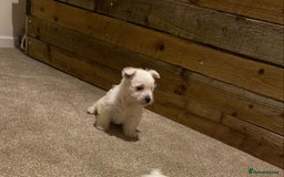 West Highland Terrier dogs for sale: Westie pups - Image 11