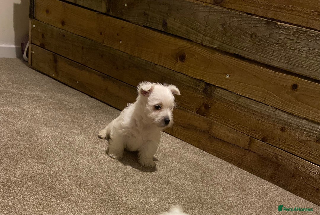 West Highland Terrier dogs for sale: Westie pups - Image 11
