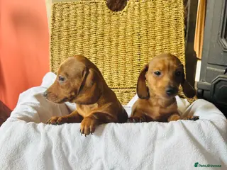 Dachshund dogs Stunning litter of dachshund pups - Advert 5