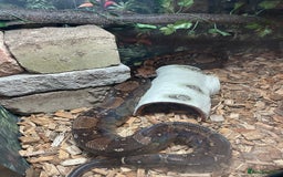 Boa Snake reptiles for sale: Baby Boa Constrictor  - Image 19