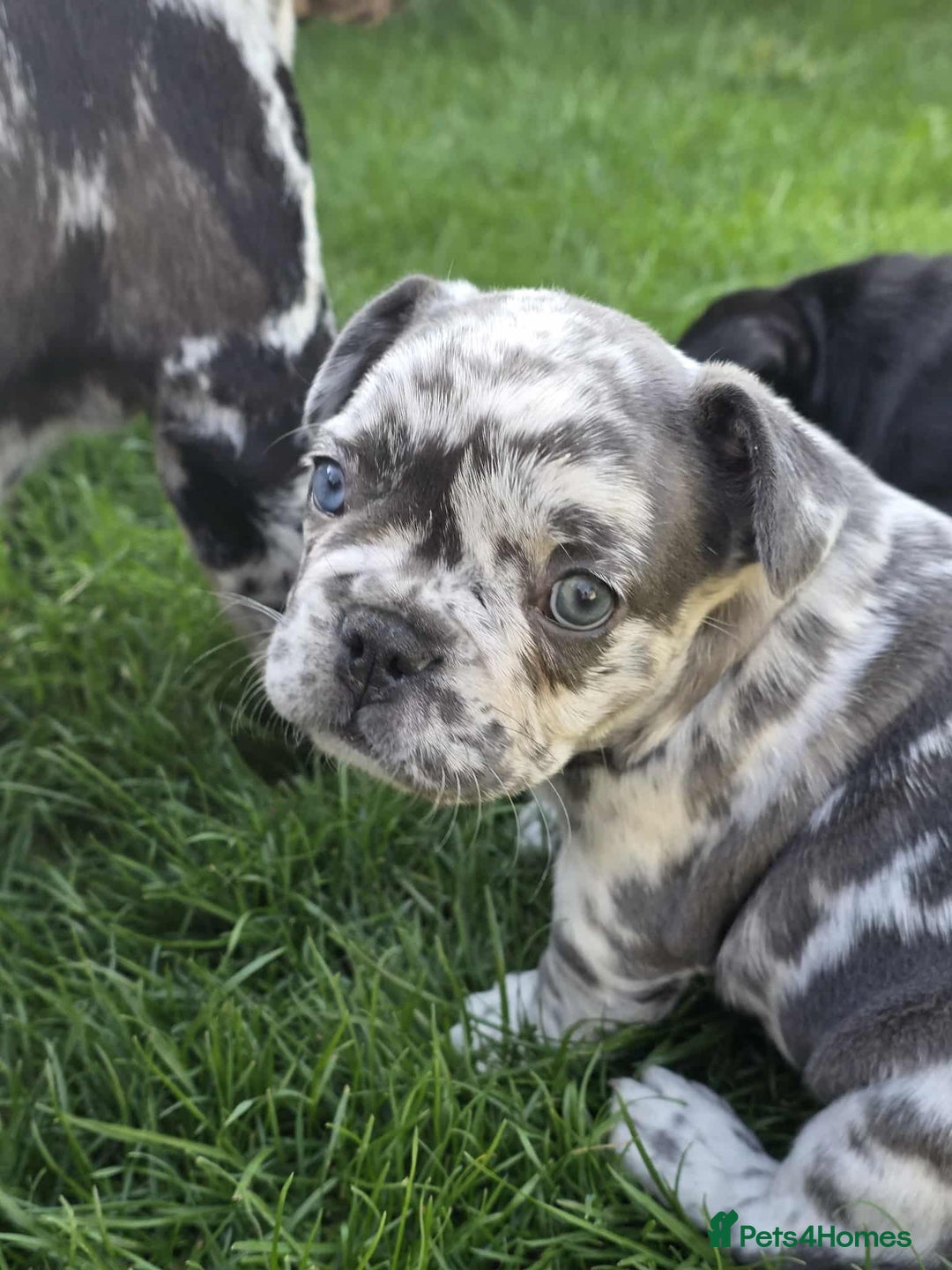 French Bulldog dogs for sale: French bulldog  - Image 4