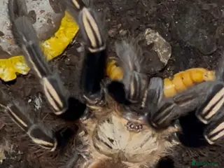 Tarantulas invertebrates Tarantula Rehoming Available - Advert 1