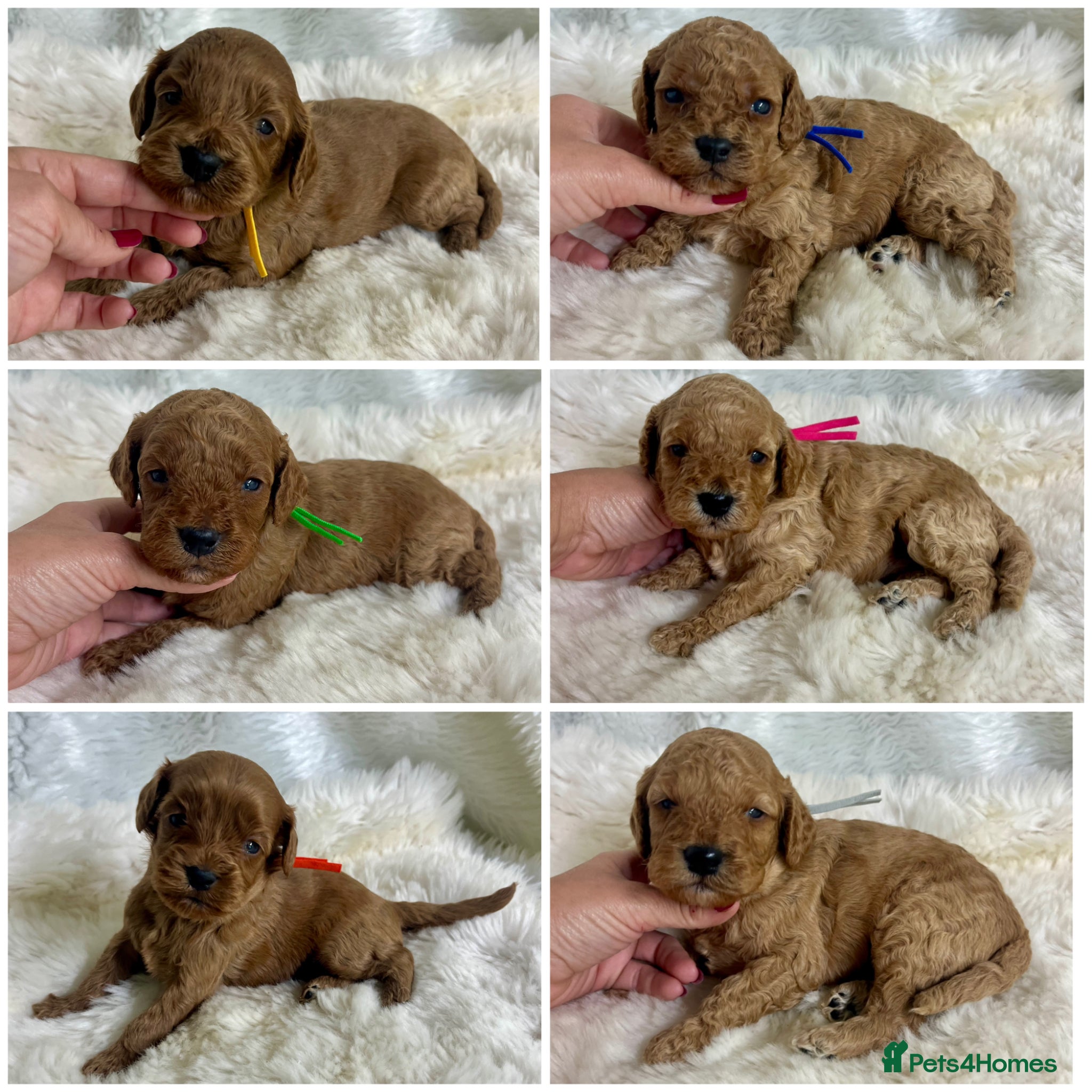 Cavapoo dogs Top quality, health tested F1b Cavapoo babies - Advert 7