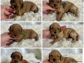 Cavapoo dogs Top quality, health tested F1b Cavapoo babies - Advert 13