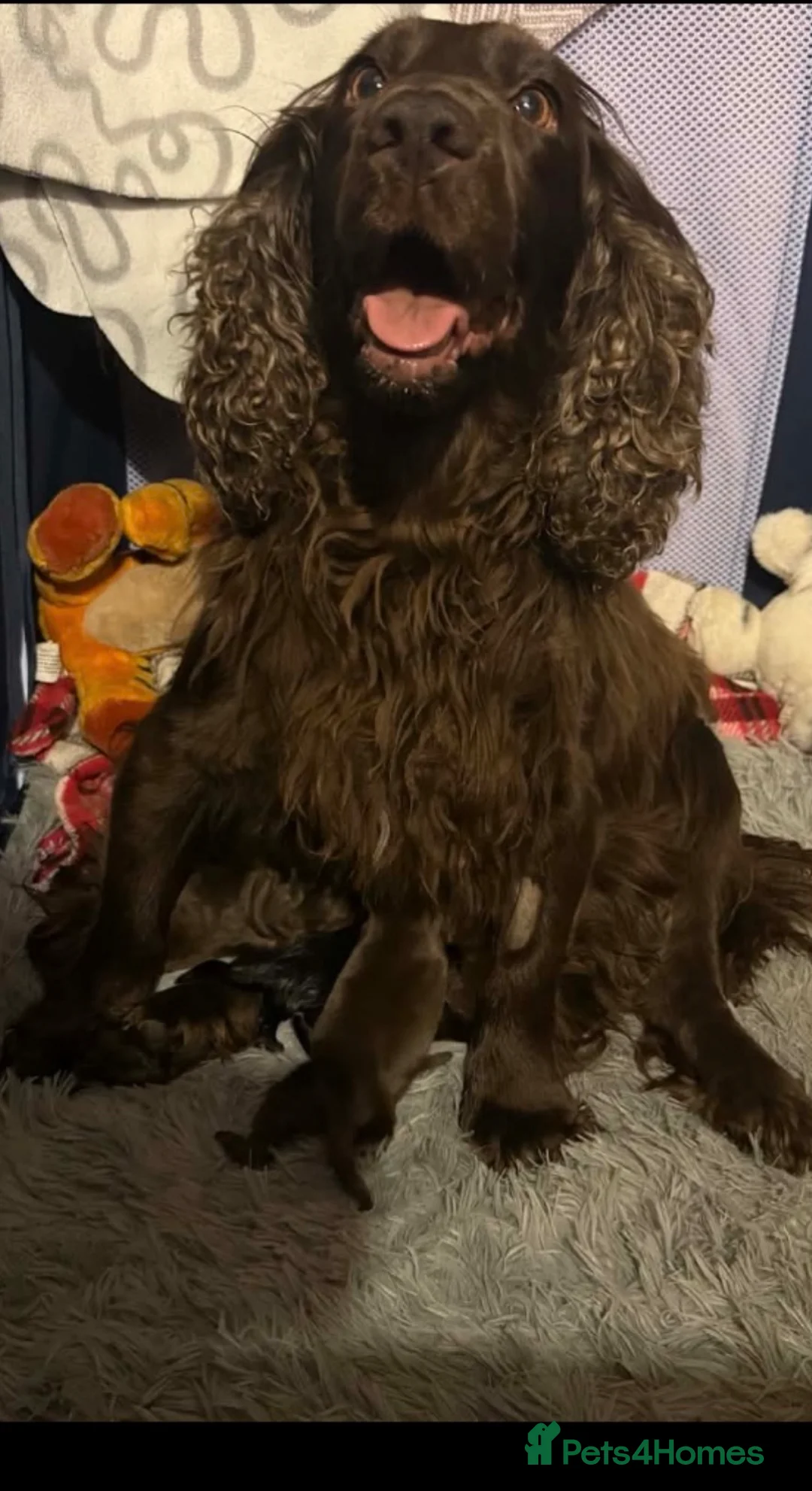 Cocker Spaniel dogs for sale: Cocker spaniel puppies  in Maybole - Advert 1