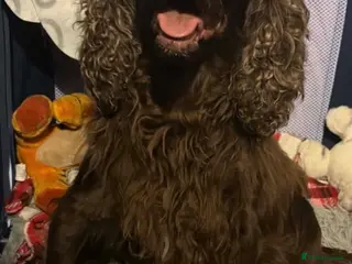 Cocker Spaniel dogs Cocker spaniel puppies - Advert 2