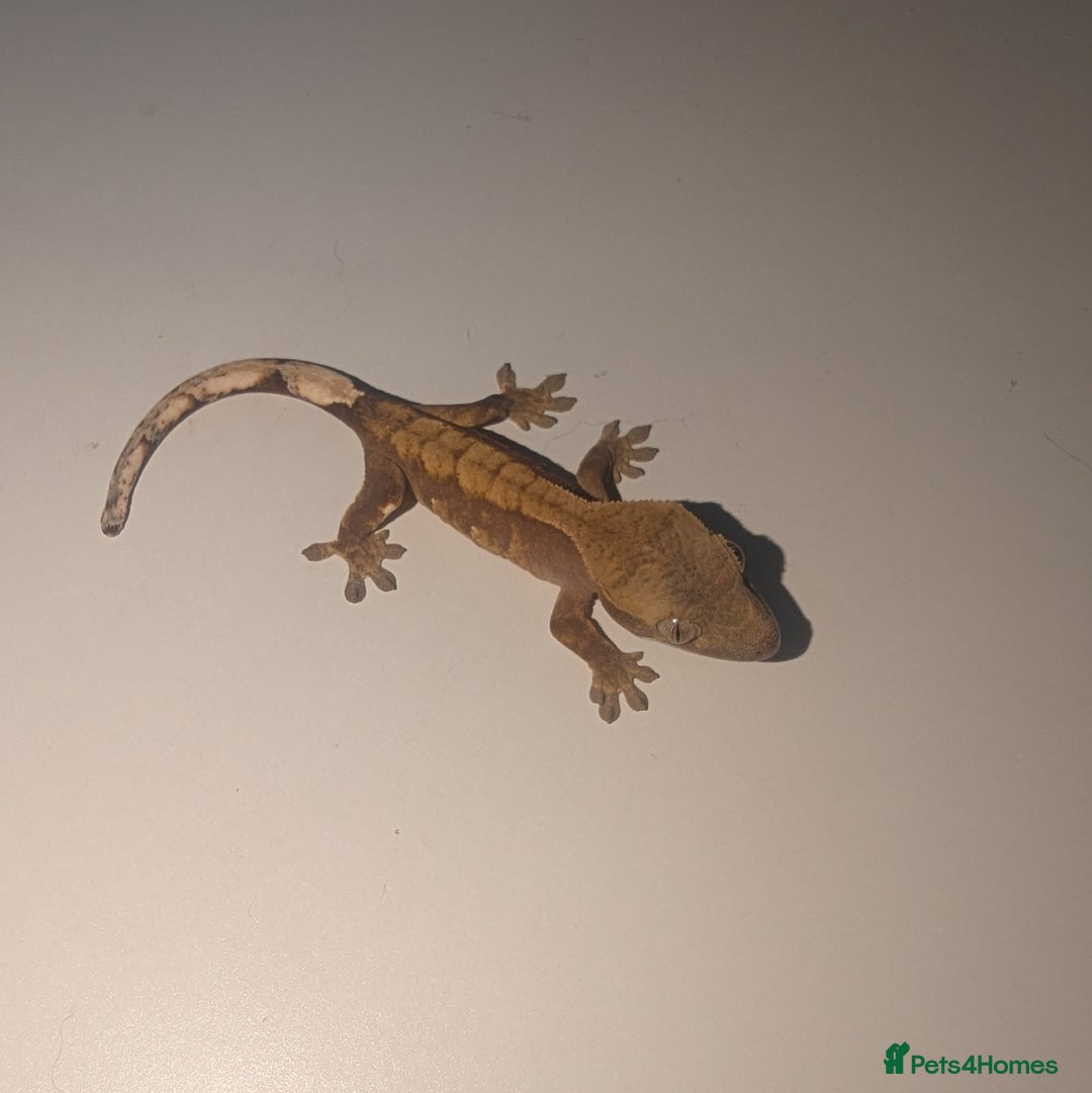 Gecko reptiles for sale: Lilly White Crested Gecko Hatchlings - Advert 2