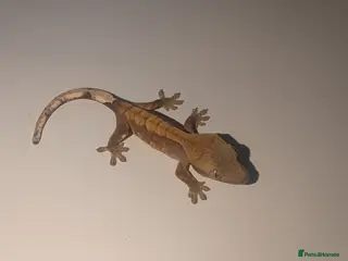 Gecko reptiles Lilly White Crested Gecko Hatchlings - Advert 13